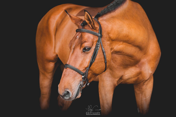 Danturo Manciais is a 2013 Selle Français gelding with experience to 1.20m, perfect for an amateur or junior.