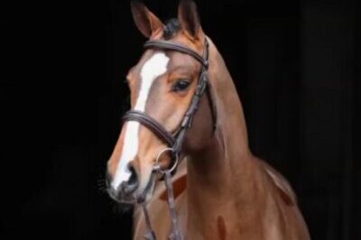 Cristageno is a flashy 2015 gelding, who will excel in the hunter and equitation rings up to 3'3 with a junior or amateur.