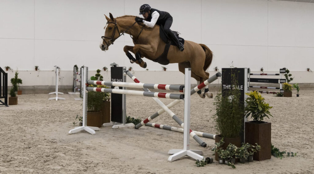 Kalista, a young, sporty modern jumper showing in Europe, successfully competing in 1.20m and shows scope for 1.30m or more.