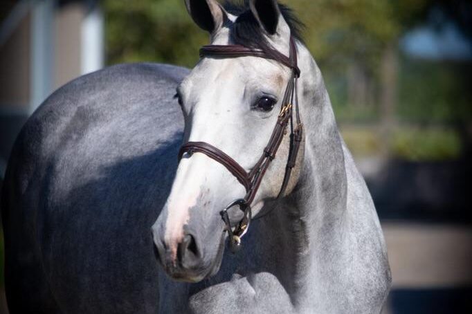 "Misty" is a dapple grey mare who will excel in the hunter ring with her incredible movement and perfect jump form.