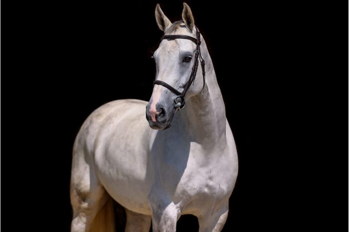 Frosty is a gorgeous dapple grey Dutch Warmblood gelding with experience up to 1.20m in Europe.