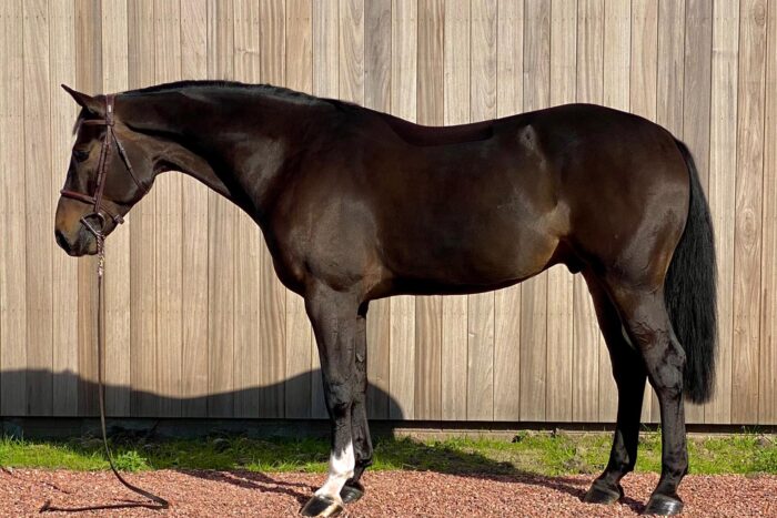 “Conti” is a flashy Zangersheide gelding, with huge stride and scope, a hunter and hunter derby superstar.