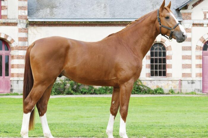 A stunning chestnut gelding, Westminster’s Riverland Z, “Chai”, has the traits and talent to win anywhere, and in any company.